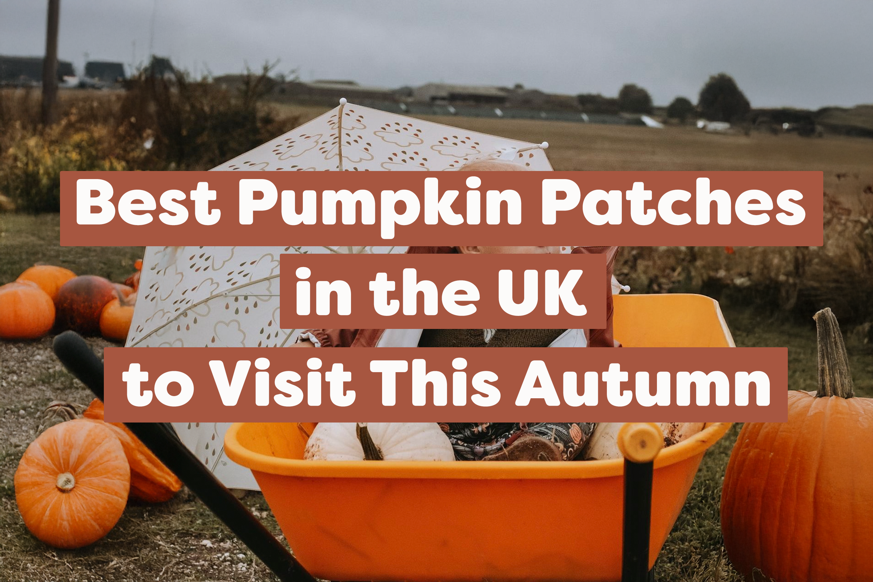 Best Pumpkin Patches in the UK to Visit This Autumn