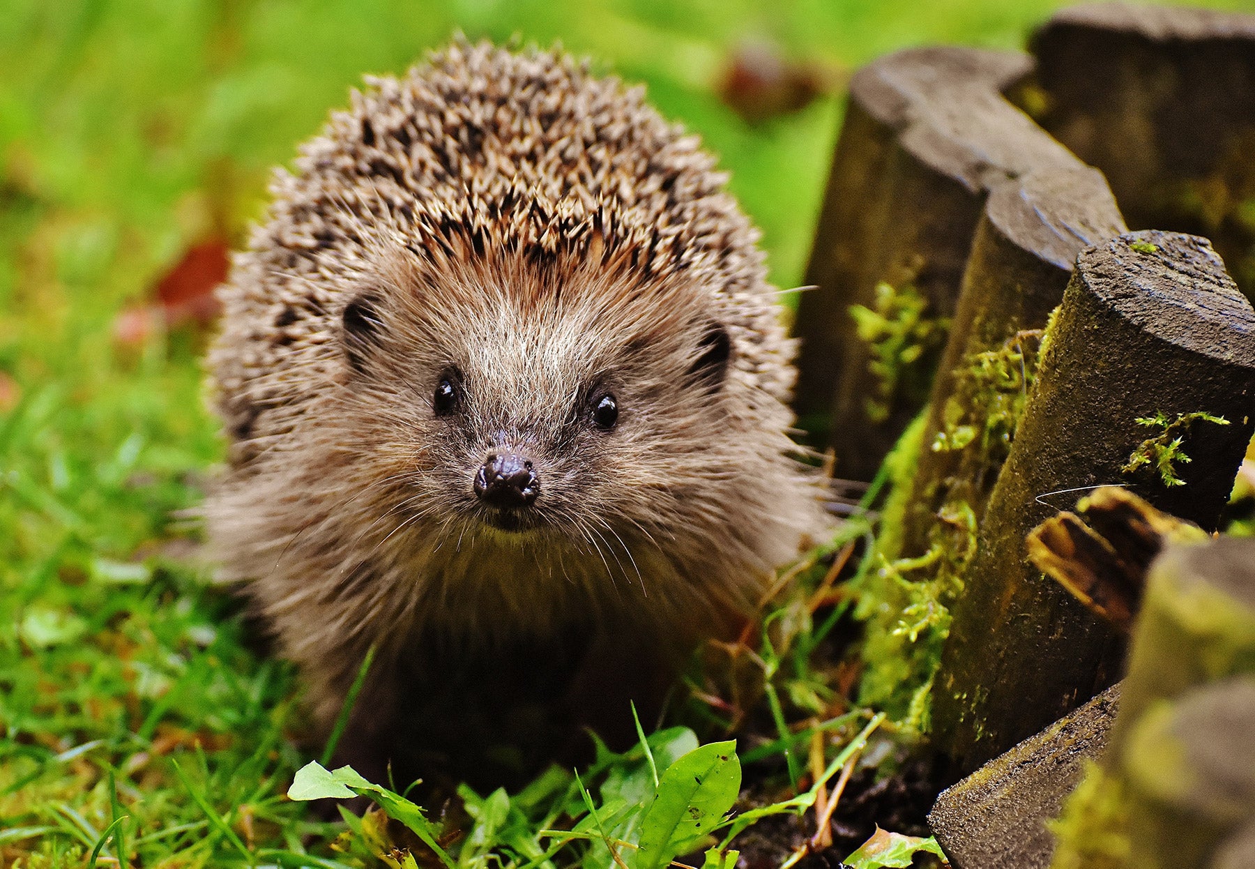 hedgehog in garden 
