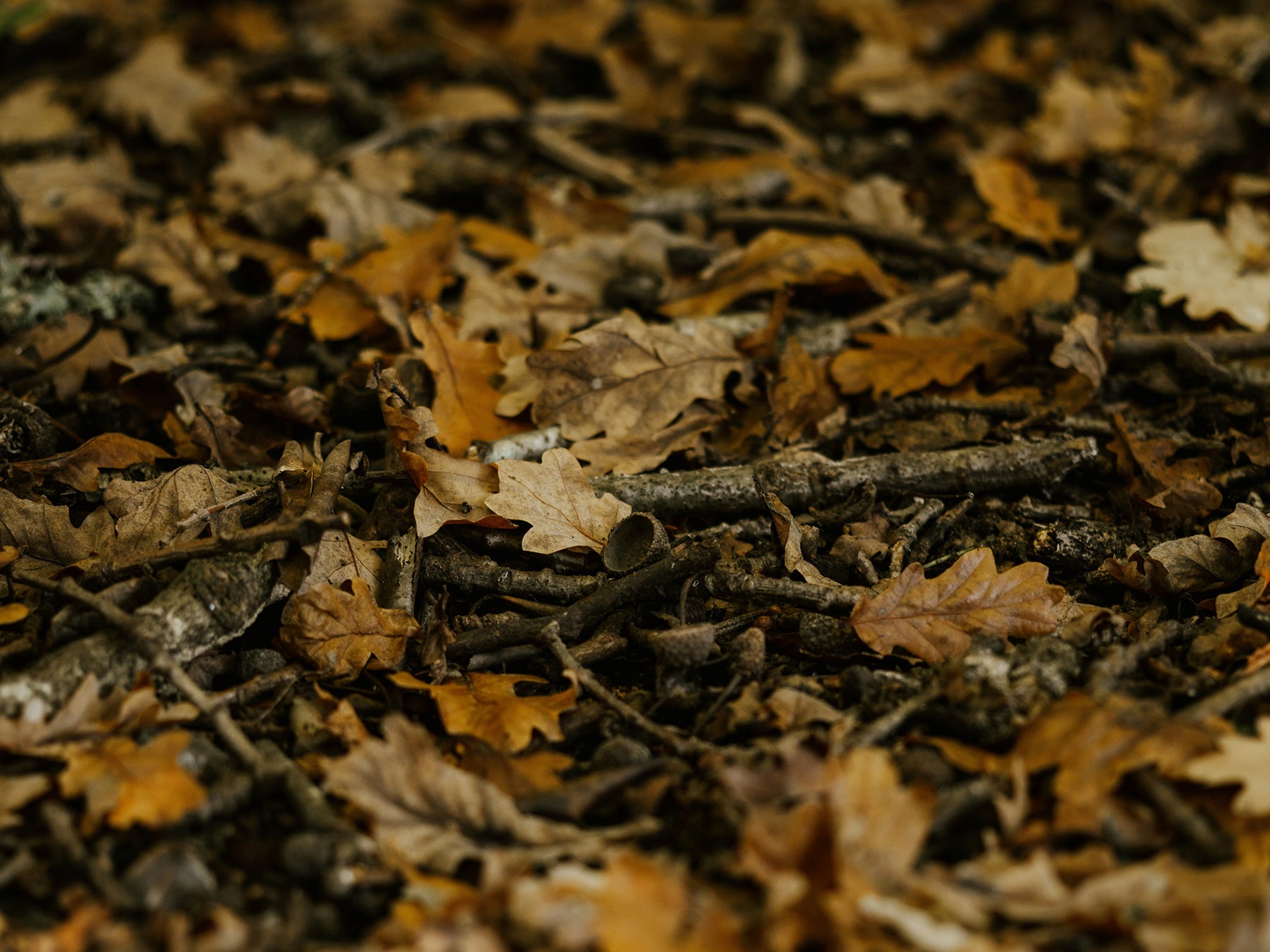 autumn leaves and twigs