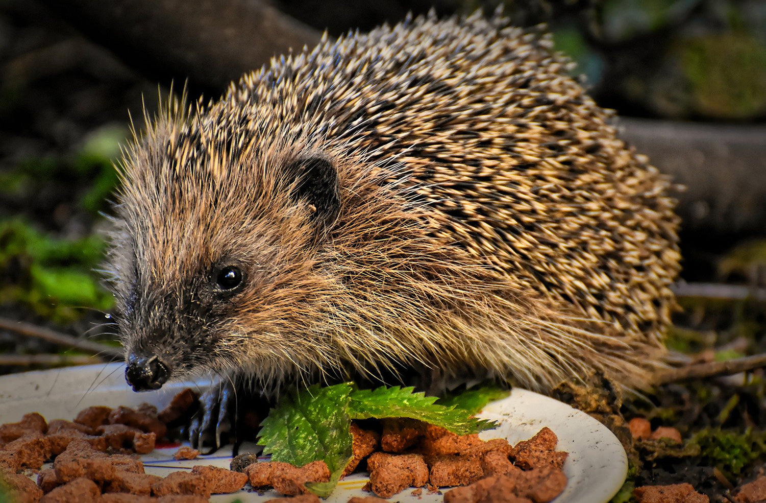 hedgehog eating pet food from bowl 